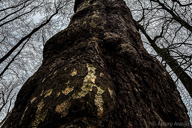 arturo-araujo-bermudez-2025-dialogo-natural_portada